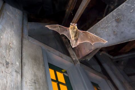The Fastest Way To Get Rid Of Bats In The Home Bat Removal Indiana