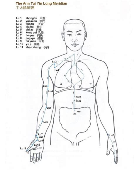 Shen Engprincipleslungmeridianhtml Acupuncture