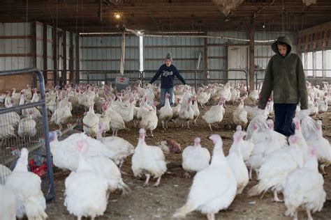 This Small Pa Turkey Farm Processes 4400 Turkeys In Four Days Its