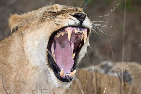 Female Lion Showing Teeth — Stock Photo © Eeitony 90164606