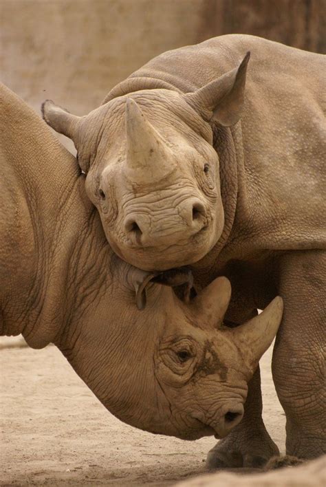 Rhinos Rhinoceros Rhino Topanimals Rhinoceros