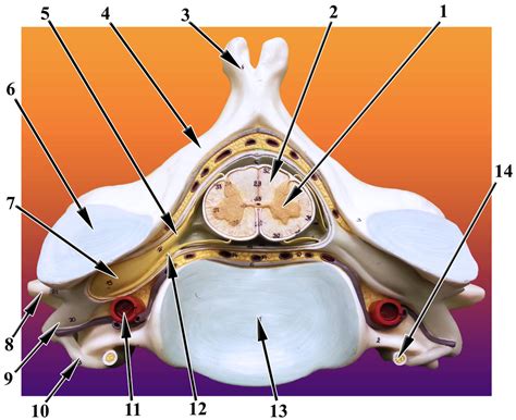 Cervical Vertebrae Spinal Cross Section Diagram Quizlet