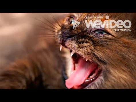 When cats are really upset, they might growl and spit (hiss so forcefully that saliva ejects from the mouth). Why do cats hiss? - YouTube