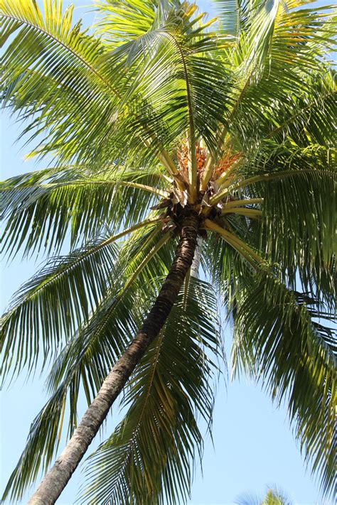 Coconut Tree With Coconut Coconut Palm Khao Sok National Park
