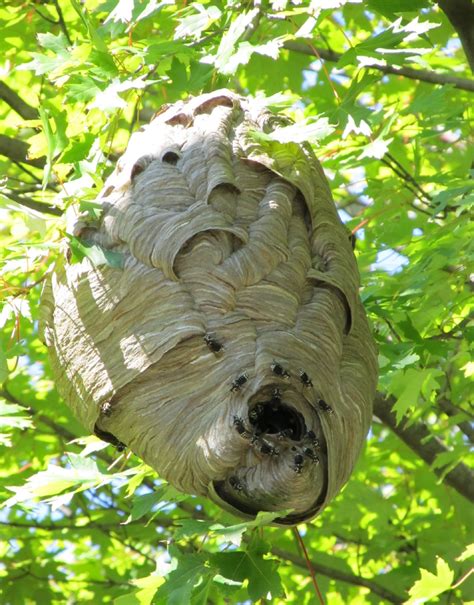Sign up for free today! Hornet Nest Free Stock Photo - Public Domain Pictures