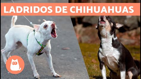 Ladridos De Perros Chihuahuas 🐶🔊 Enojados Felices Y Llorando Youtube