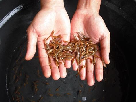 Contoh gambar gabus / sterofoon. Gambar Anak Ikan Kutuk (gabus) Berbagai Ukuran - infoikan.com