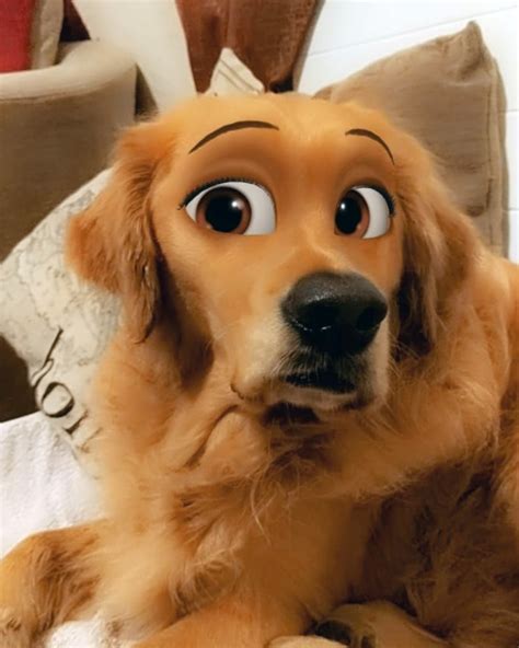 Make sure your instagram app is updated to the latest version. New Snapchat Filter Makes Your Dog Look Like a Disney ...