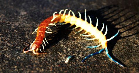 Centipede Bites Pictures Symptoms First Aid And More