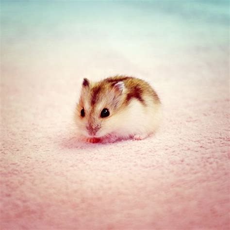 Baby Hamster Looks So Tiny Aww