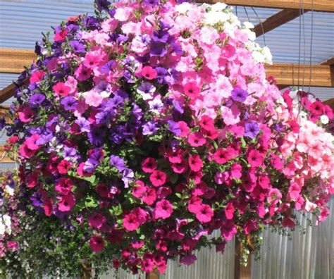 Als u een gebied heeft met veel zon, zullen deze planten uitstekende keuzes maken. 17 Best images about Hanging Baskets on Pinterest ...