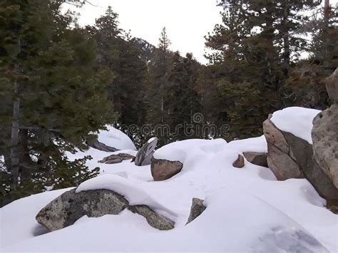 Snowy Rocks Trees Snow Covered Rocks Affiliate Rocks Snowy