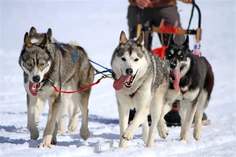 A Husky Sled Dog Team At Work Stock Image Everypixel