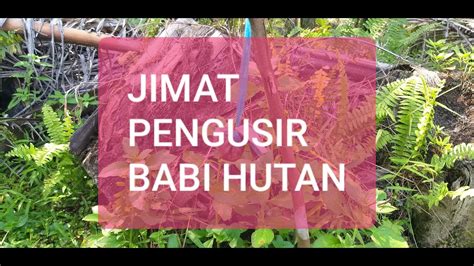 Babi adalah hewan yang berharga karena daging dan pupuk mereka. Cara Mudah Mengusir Babi Hutan Dari Kebun Kita - YouTube