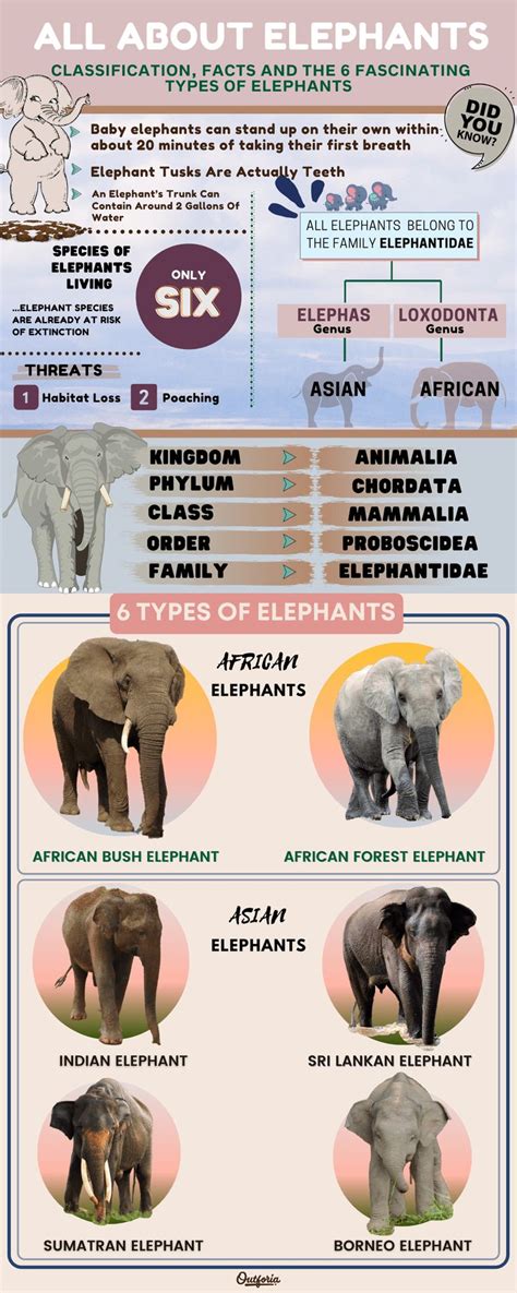 The World's 6 Fascinating Types of Elephants | Elephant facts, Types of