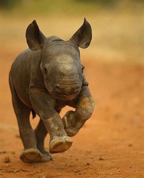 Adorable Capture Of A Baby Rhino By Jon Hrusa For Information On