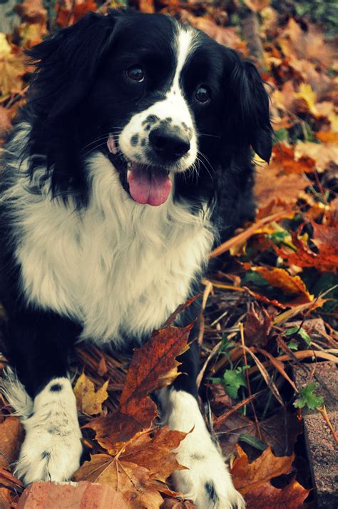 Australian Shepherd Spaniel Mix A Lovable And Active Hybrid Breed