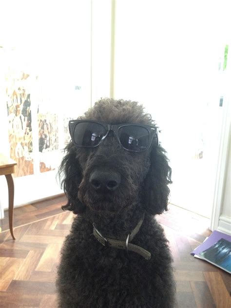 Dog With Glasses He Do Be Kinda Cool Tho Rmemesofthedank