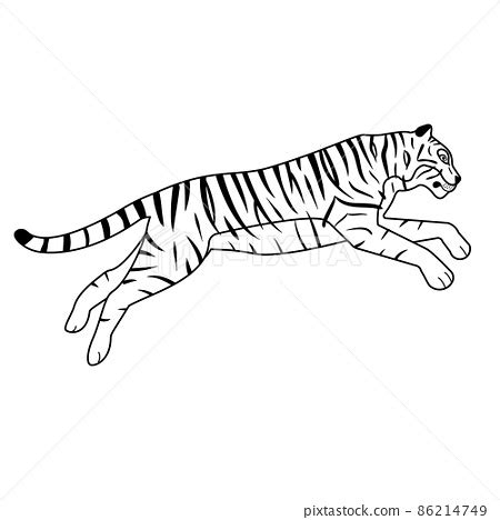 Vector Flat Hand Drawn Outline Jumping Tiger Pixta