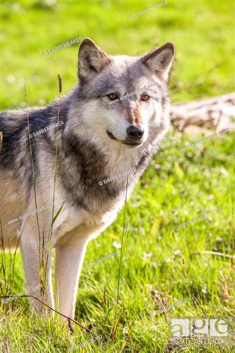 North American Gray Wolf Canis Lupus Stock Photo Picture And Low