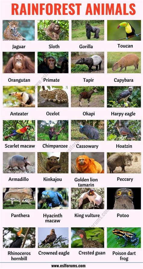 Rainforest Animals: List of 70+ Animals that Live in the Rainforest