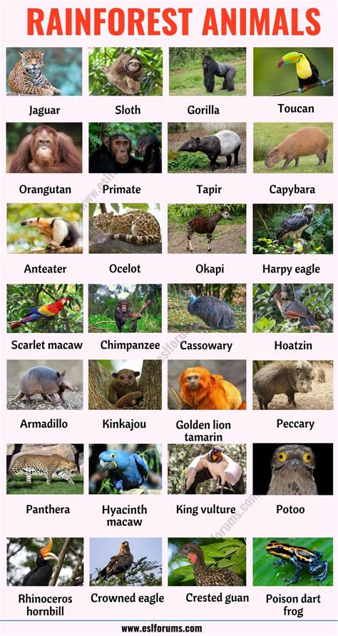 Таблица Types Of Animals