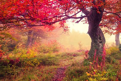 Autumn Landscape With Fog Scenery Image Free Stock Photo