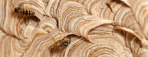 wasp nest removal jg pest control