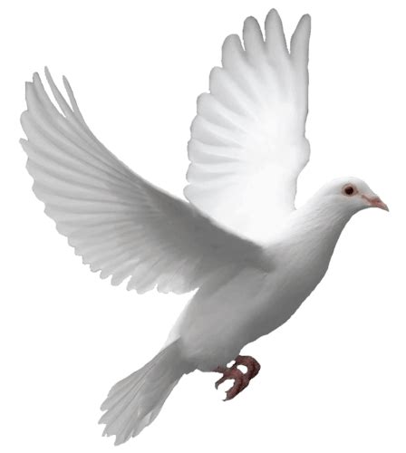 50 Dove Png Png Bepe Enthusiastic
