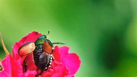 11 Effective Ways To Get Rid Of Japanese Beetles On Roses The
