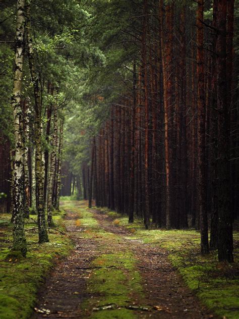 El Top 47 Fondos De Pantalla De Bosques Abzlocalmx
