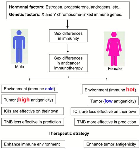Sex Differences In Cancer Immunotherapy Women Generally Mount A Download Scientific Diagram