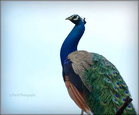 Peacock National Bird Of India ~` Parth Fotopedia`~ Grace Symbol