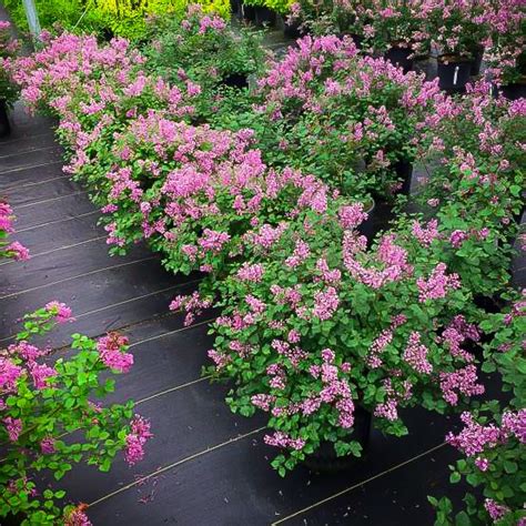 Bloomerang Pink Perfume Lilac Shrubs For Sale Online The Tree Center
