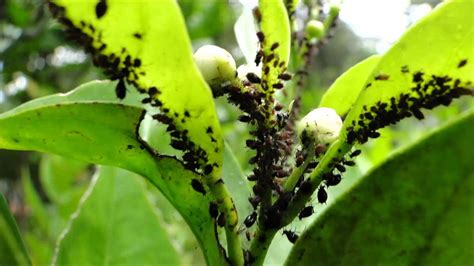 Control De Plagas En Los Cultivos Con Insecticida Biológico