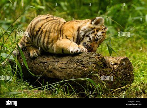 Siberianamur Tiger Cub On Log Stock Photo Alamy