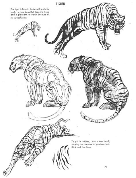 The most common tiger cat drawing material is paper. Animal ref #05 | Animal drawings, Cat anatomy, Tiger drawing