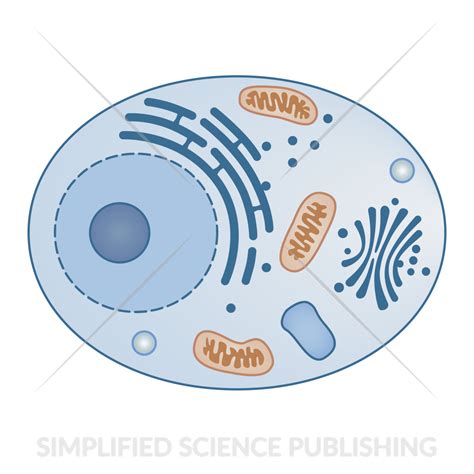 Animal Cell Drawing Vector Image For Download