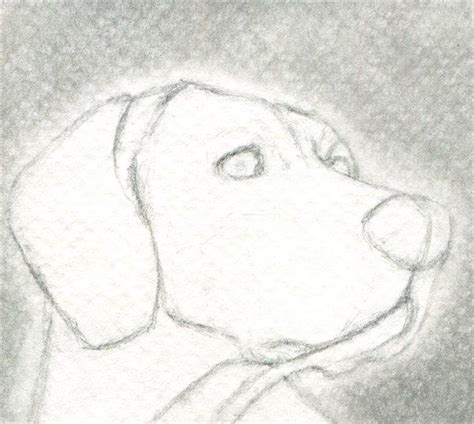 Como Aprender A Dibujar Animales Domesticos A Lapiz 4 Animal Sketches