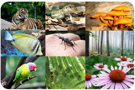 Keanekaragaman Fauna Di Indonesia