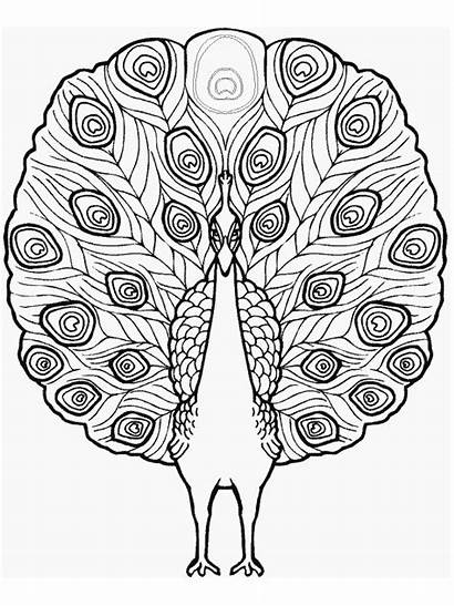 Coloring Pages Animals Peacock Colouring Printable Animal