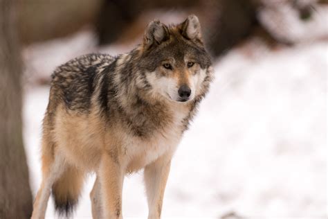 Gray Wolf Canis Lupus
