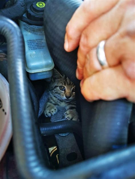Rnas Culdrose Pilots Help Engineer Dismantle Car Engine To Rescue Kitten