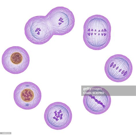 Mitosis Artwork High Res Vector Graphic Getty Images