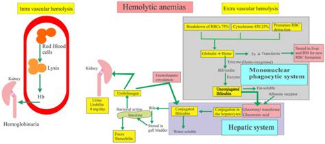 Intravascular Haemolysis Causes Symptoms Diagnosis And Treatment