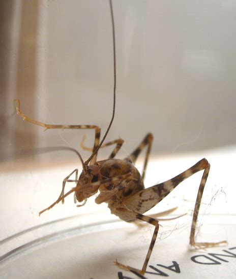 It has no venom glands, and it. Camel Cricket - What's That Bug?