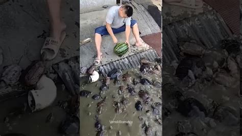 Turtle Feeding Youtube