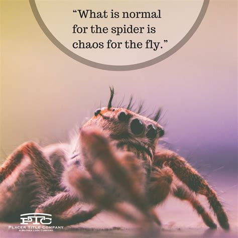 Kyla Quotes Quotes About Spiders