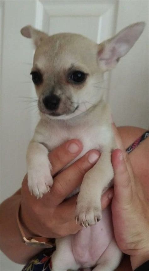 Beautiful Chihuahua Puppies Offer