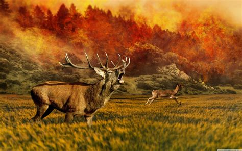 50 Wildlife Wallpaper Desktop On Wallpapersafari